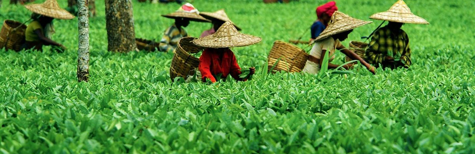 Assam Tea