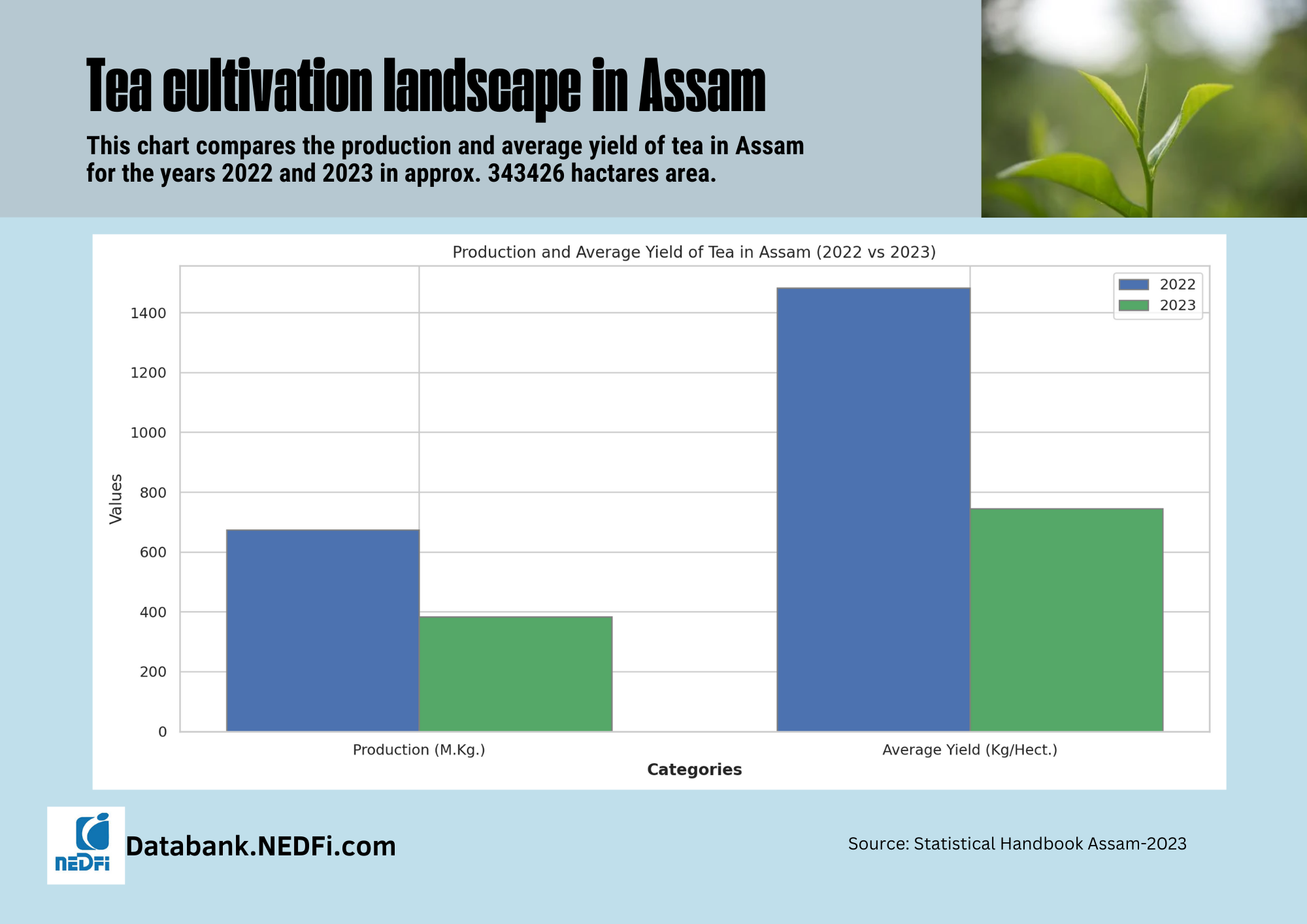 Tea Production Assam